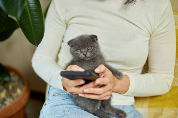 istock Woman with scottish kitten on the sofa with phone, chatting using smartphone 1401515974