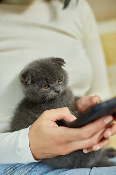 istock Woman with scottish kitten on the sofa with phone, chatting using smartphone 1401515975