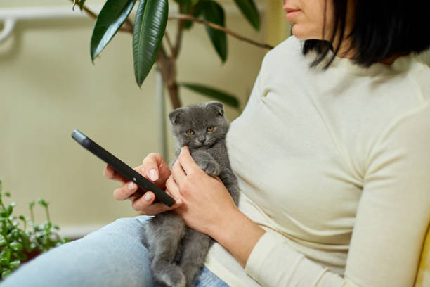 istock Woman with scottish kitten on the sofa with phone, chatting using smartphone 1401515977