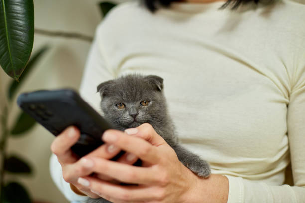 istock Woman with scottish kitten on the sofa with phone, chatting using smartphone 1401515994