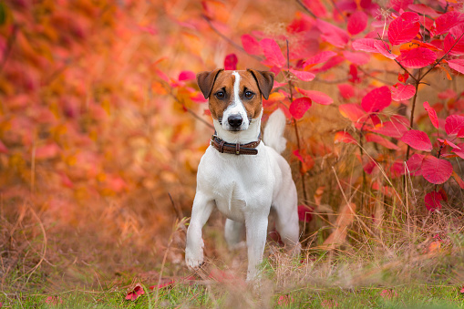 Jack russel terrier in autumn park