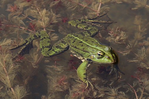 08 may 2022, Basse Yutz, Yutz, Thionville Portes de France, Moselle, Lorraine, Grand Est, France. In the spring, in a public park, at the edge of the body of water, a Marsh frog floats on the surface. The transparent water reveals aquatic plants.