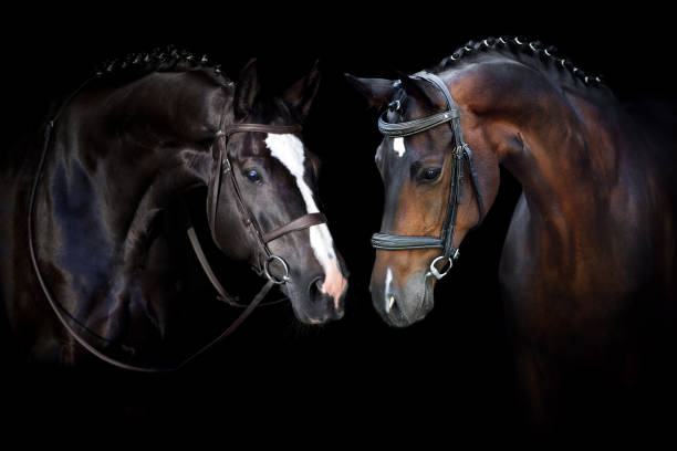 istock Two Horse portrait in bridle 1401516416
