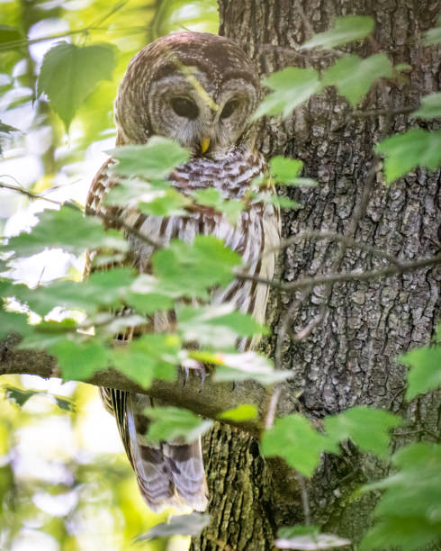 istock Barred Owl in the trees 1401516772