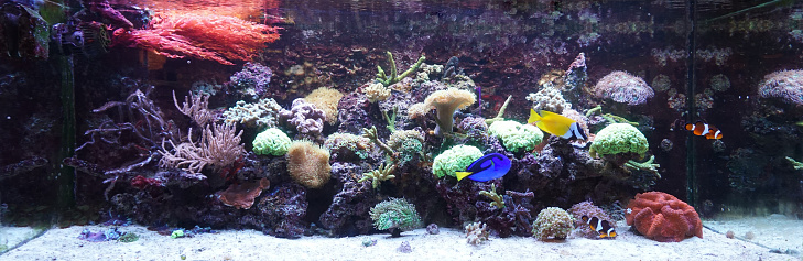Hippo Tang, Foxface Rabbit and Anemone fish swimming in aquarium with coral reef - horizontal photograph.