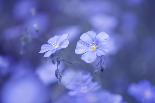 Blue linen flowers on a blue blurred background. A beautiful summer dreamy background. Flowers of flax. Selective focus.