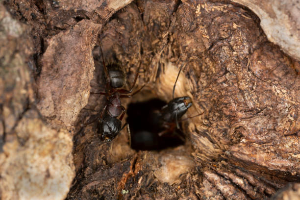 istock Carpenter ants, Camponotus guarding hole in aspen wood 1401518271