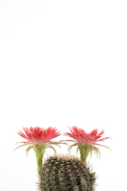 istock Cactus with red flowers isolated on white background. Vertical photos have copy space. 1401518680