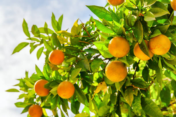 istock Scenic view of mature oranges hanging on tree before harvesting 1401518818