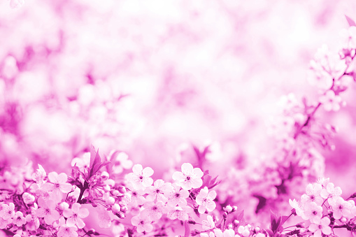 Cherry tree blossom close-up. Toned image. Shallow depth of field.