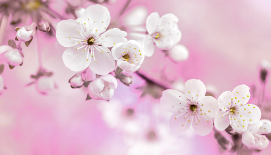 Cherry blossom close-up. Toned image.