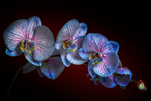 Close-up of beautiful Orchid flowers with water drops. Space for copy.