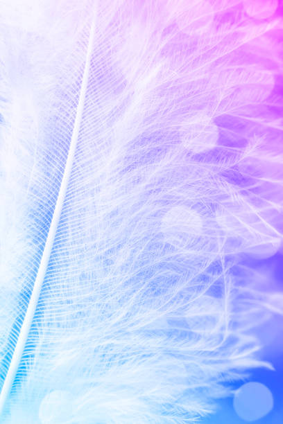 istock Feather extreme close-up with bokeh 1401519793