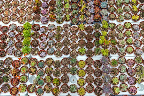 Photo of Cactus Pots Variety