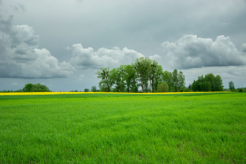 Green field and trees on the horizon, rural view