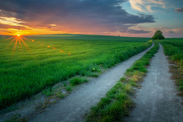 istock Wonderful evening rural landscape, fields and road after sunset 1401520869