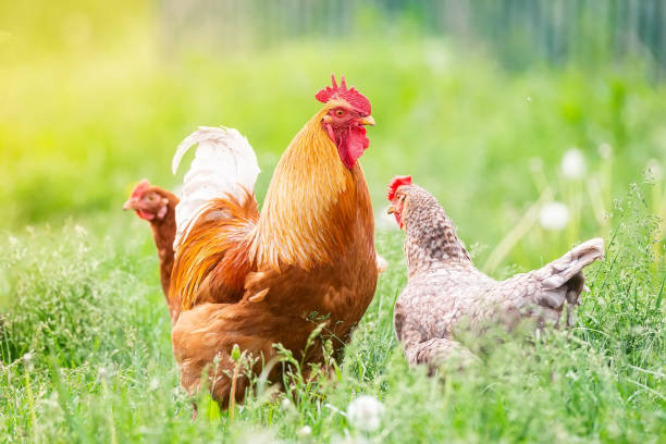 istock Rooster and Chickens. Free Range Cock and Hens
