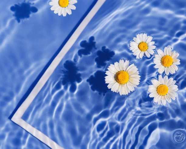 istock Daisy flowers in blue transparent water with white frame. Summer floral composition with sun and shadows. Nature concept. Top view. Selective focus 1401522752