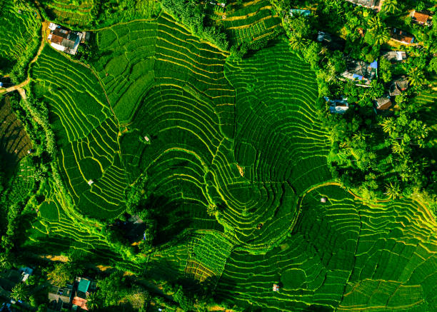 Green rice terraces. Lush agricultural landscape with terraced paddy fields. Nature's beauty in rural Asia. Scenic view of organic farming, perfect for travel destinations and environmental concepts.