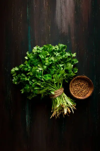 bunch of fresh Cilantro, coriander seeds, on a dark wooden table, close-up, top view, no people. food and drink,