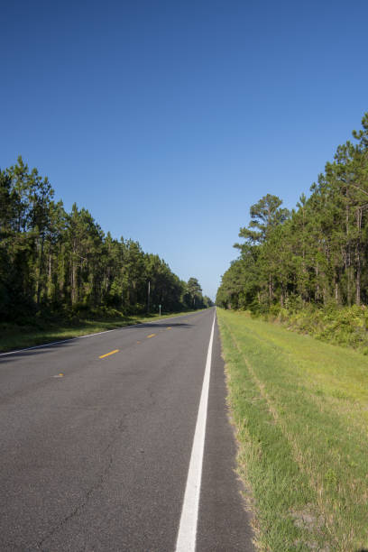 istock Low angle morning view down edge of never-ending sunlit straight paved road in pine forest with grassy swale 1401523506