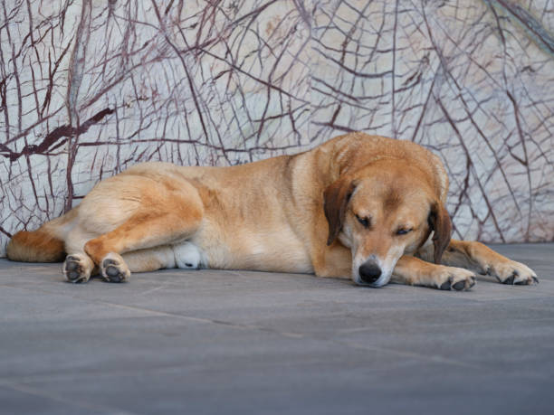 istock beautiful dog lying on the stone floor 1401525923