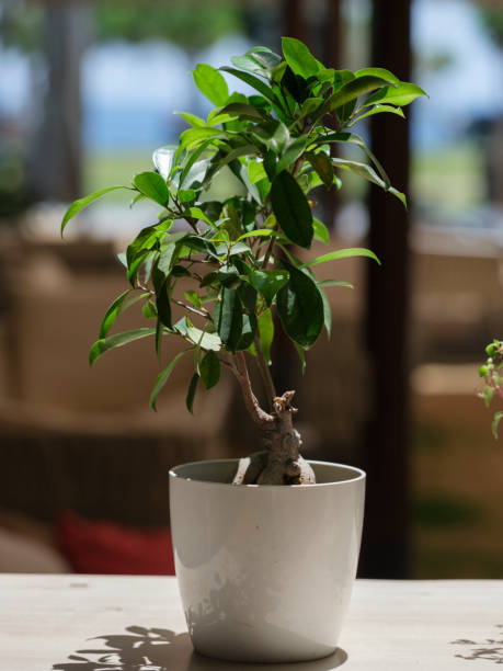istock beautiful green plant in pot 1401526131