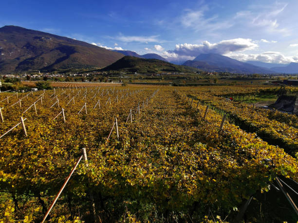 istock Grape variety in Vallagarina 1401527438
