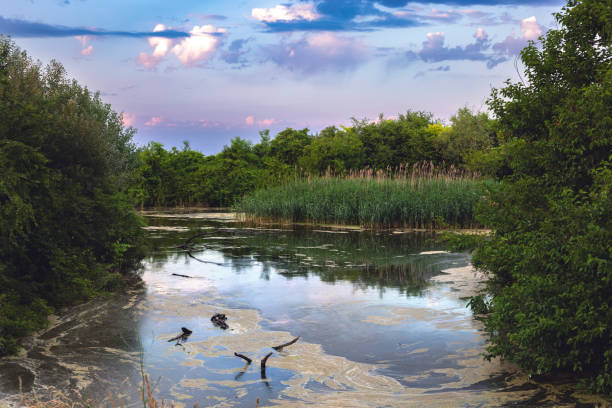 The river shore and water course overgrown with trees and bulrush