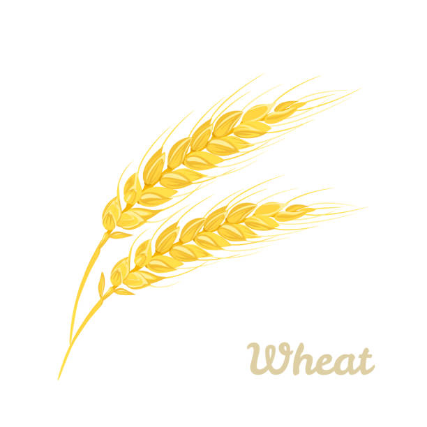 bildbanksillustrationer, clip art samt tecknat material och ikoner med wheat ears isolated on white background. vector cartoon flat illustration. - vetefält