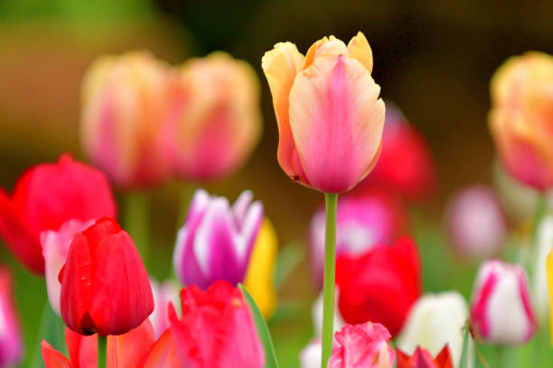 istock Tulip Flower with Multi-colored Background 1401529960