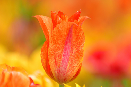 Tulip flowers of various colors such as red, pink, orange, yellow, blue, purple and white with multi-colored background.