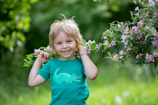 Cute little toddler child, standing next to a beautiful flower bush in spring park