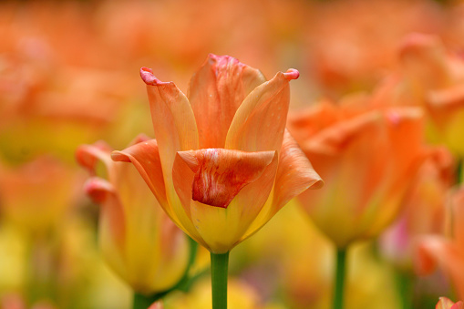 red yellow orange bloom of tulips in sunshine. Flowers in spring with a slightly open bloom. Tulips with a green stem and leaves. Petals in detail. Plant genus in the lily family