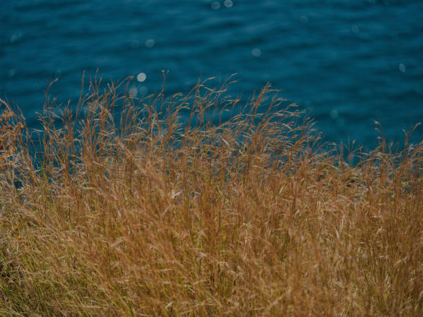 dried yellow plants and blue sea background