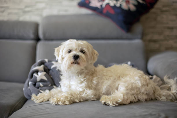 istock Maltese pet dog on the couch at home 1401531223
