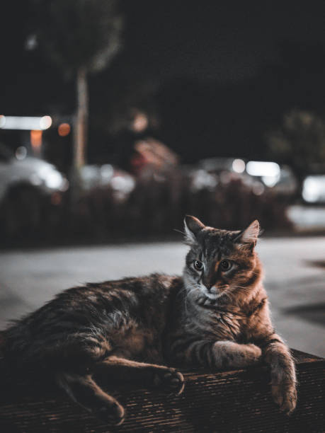 istock Cat on the street 1401532712