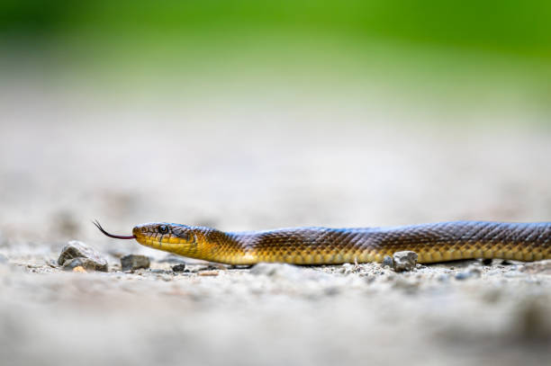 Aesculapian snake on the road, Bieszczad, Carpathians, Poland.