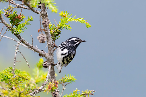Black-and-white warbler, mniotilta varia, bird in natural habitat