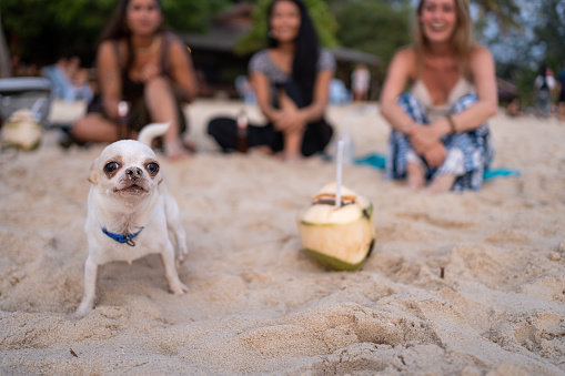 Portrait of chihuahua dog on the beach near coconut drink