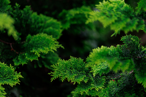 many long green succulent needles on a coniferous tree branch, horizontal texture image with soft focus