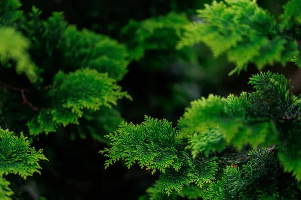 Photo of Hinoki cypress（檜）