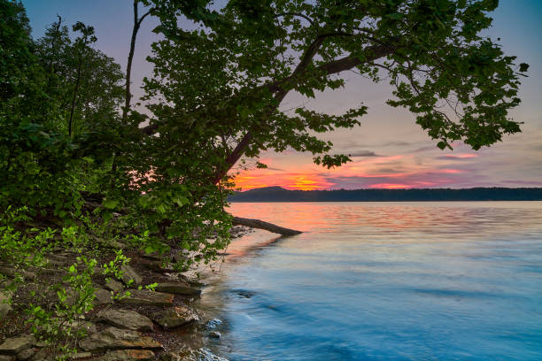 istock Leaning tree along the shoreline of Cave Run Lake, KY with setting sun. 1401535068