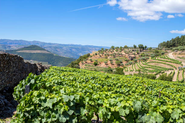 istock vineyard of Porto wine 1401535660