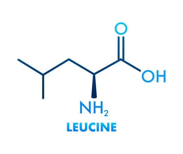 ikone mit leucinformel. essentielle aminosäure-summenformel - 18633 stock-grafiken, -clipart, -cartoons und -symbole