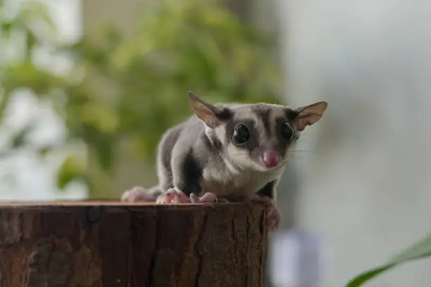 Sugar glider looks like a small mouse from the front