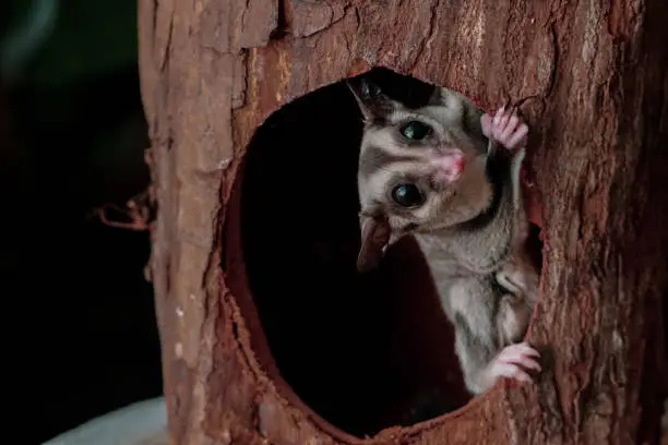 Sugar glider hanging in the tree hole