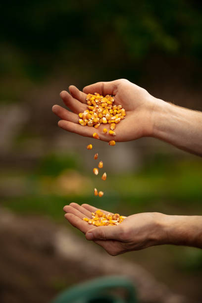 Human hands sort, pile corn seeds from hand to hand in vegetable garden in early spring time. Concept of jobs, occupations, bio products, ecology, grow vegetables