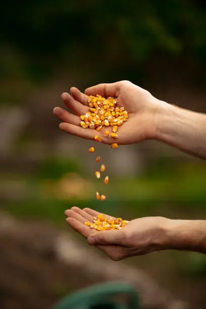 Photo of Human hands sort, pile corn seeds from hand to hand in vegetable garden in early spring time. Concept of jobs, occupations, bio products, ecology, grow vegetables
