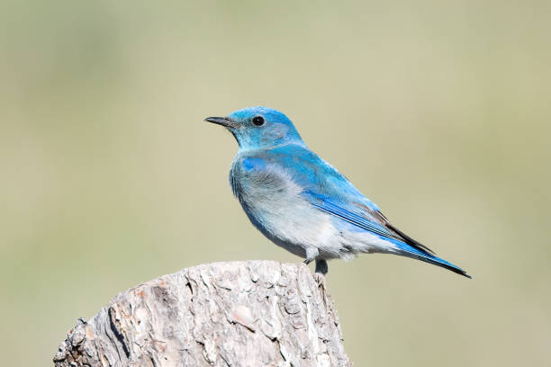 istock Mountain Bluebird perched on a log fence post 1401539245